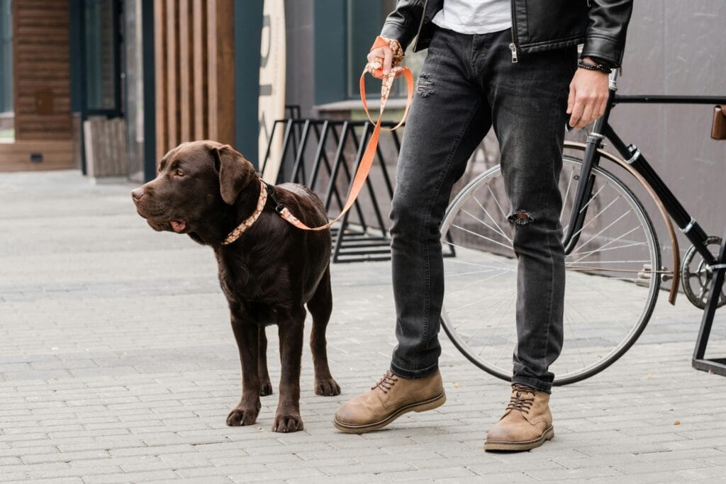 Dog on leash - featured image for dog bite laws in arizona