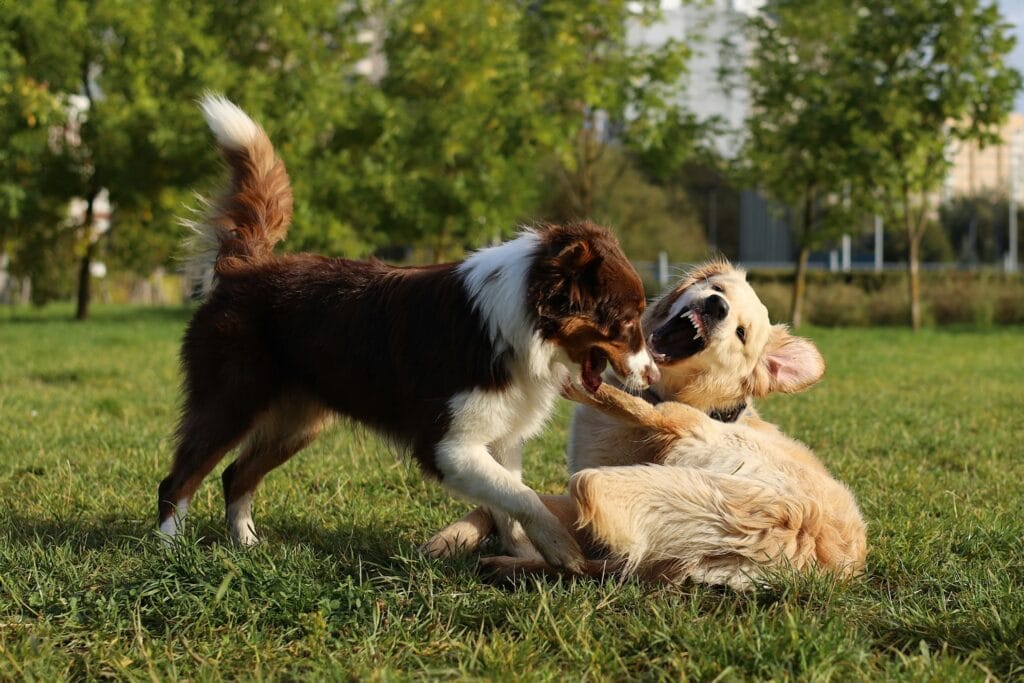two dogs biting - image for dog bite laws in arizona article